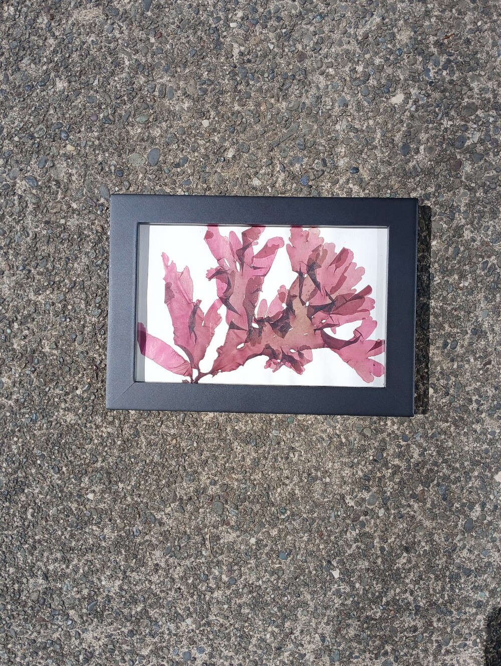 Framed Pressed Seaweed